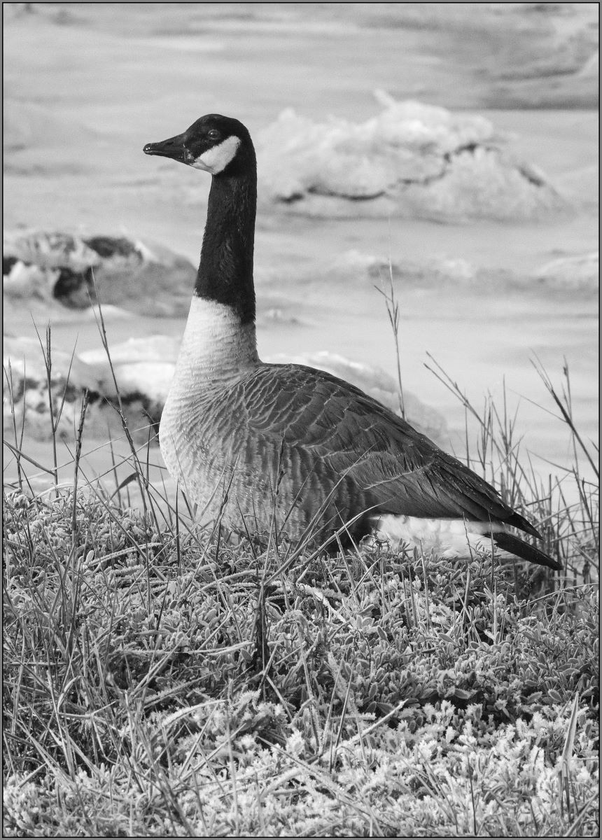 Canada Goose - Ian Parker